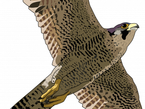 Falcon Free Download PNG