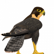 Falcon Free PNG Image