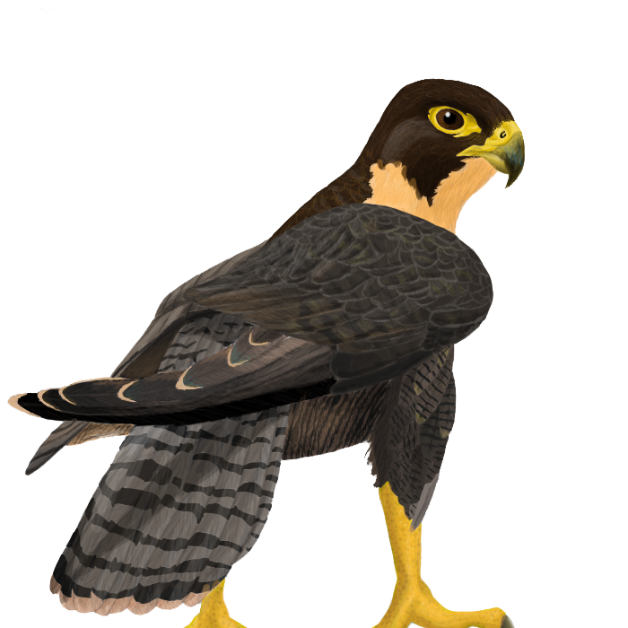 Falcon Free PNG Immagine