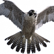 Falcon PNG Clipart