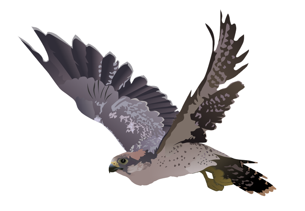 Falcon PNG resmi