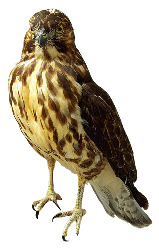 Falcon trasparente