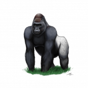 Gorilla Unduh PNG