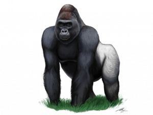 Gorilla downloaden PNG