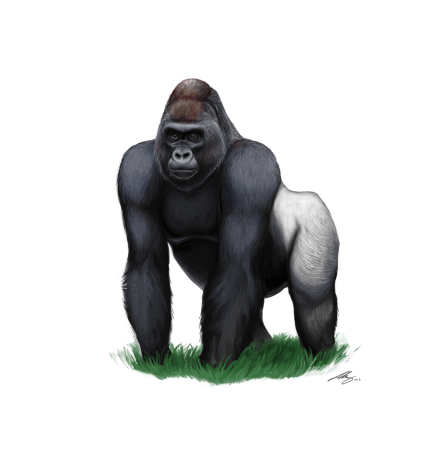 Gorilla Download PNG