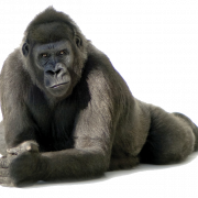 Immagine png gratuita di gorilla