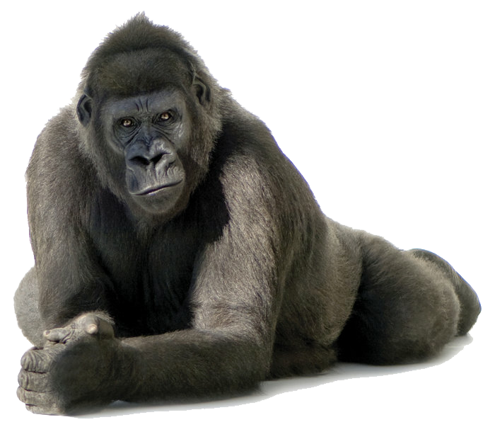 Gorilla Free PNG Image