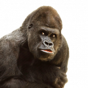 Gorilla PNG -Datei