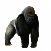 Gorilla PNG Pic