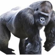 Gorilla PNG Bild