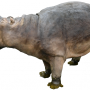 Hippopotamus kostenloser Download PNG