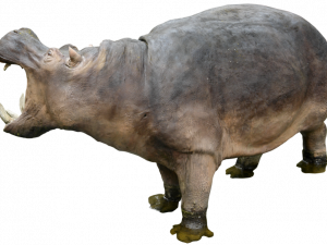 Hippopotamus kostenloser Download PNG