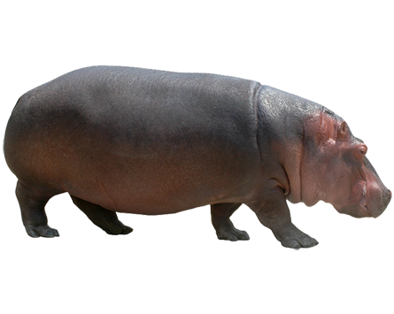 Hippopotamus Free PNG Image