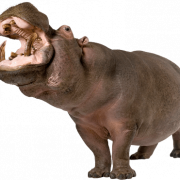 Hippopotamo PNG