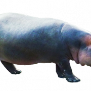 Hippopotamus PNG Clipart