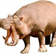 Hippopotamus -PNG -Datei