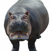 Imagen de hipopopotamo PNG