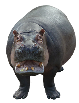 Hippopotamus PNG Image