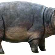 Hippopotamus png resmi