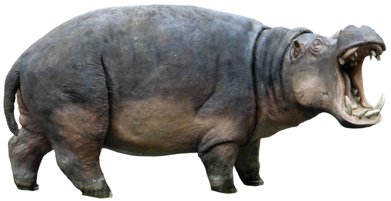 Hippopotamus PNG Picture