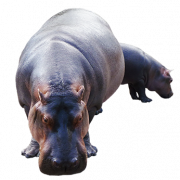 Hippopotamus transparan