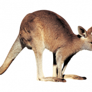 Känguru kostenloser Download PNG