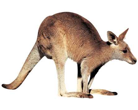 Kangaroo Download gratuito PNG