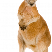 Kangoeroe gratis PNG -afbeelding