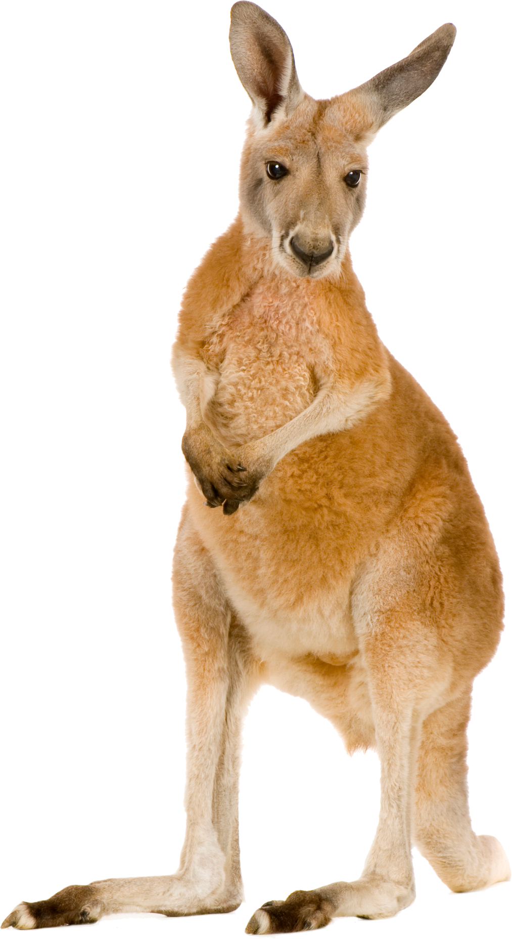 Kangaroo Free PNG Immagine