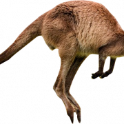Gambar kanguru png