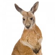 Kangaroo transparente
