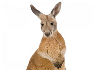 Kangaroo Transparent