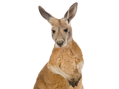 Kangaroo trasparente