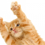 Kitten Download PNG