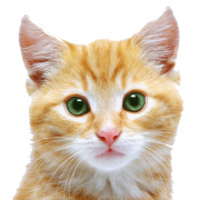 Kitten Download gratuito PNG
