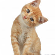 Kitten gratis PNG -afbeelding