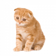 Kitten PNG Clipart