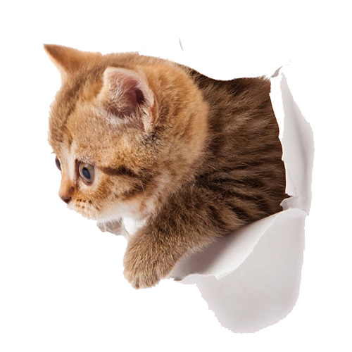 Kitten PNG Picture