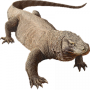 Komodo Dragon PNG Image