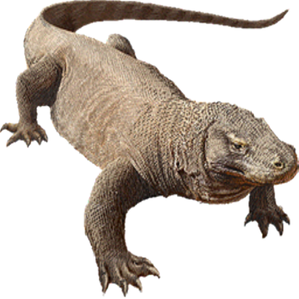 Komodo Dragon PNG Image
