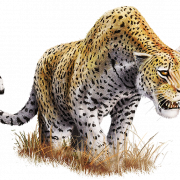 Leopard Download PNG