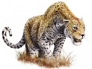 Télécharger le léopard PNG