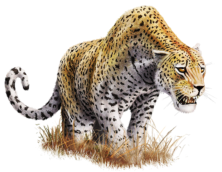 Leopard ดาวน์โหลด png