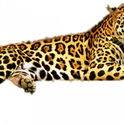 Leopard libreng pag -download png