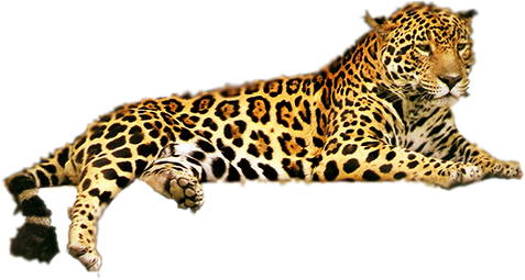 Leopard kostenloser Download PNG