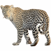 Leopard Free PNG Image