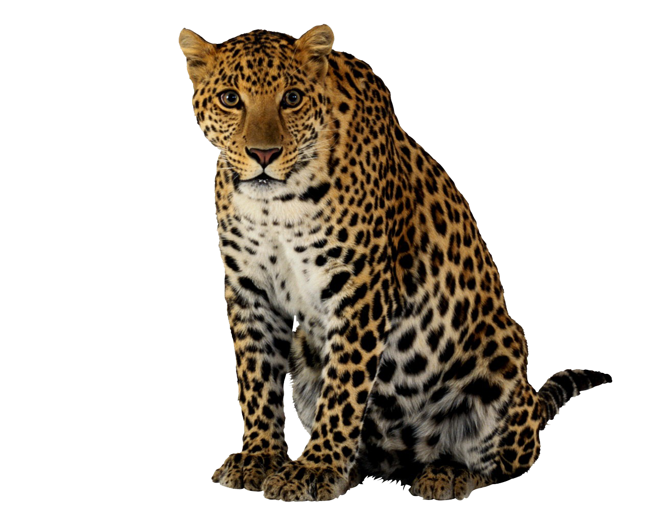 Leopardo png clipart