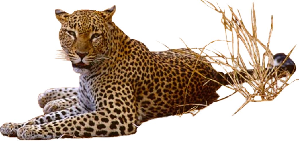 Leopardo png foto