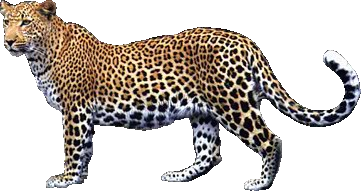 Larawan ng Leopard PNG