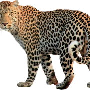 Transparent ng Leopard